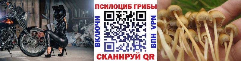 где купить   Палласовка  Псилоцибиновые грибы MAGIC MUSHROOMS 